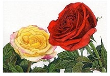 How to paint roses in watercolours