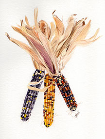 Indian Corn