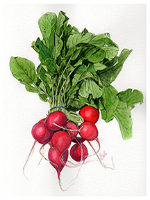 Radish