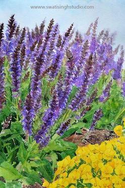 How to paint salvia may night in watercolours. Spring