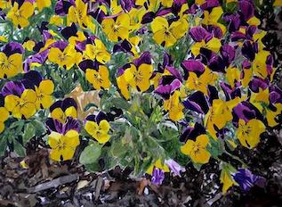 How to paint pansies or violas in watercolours. Spring