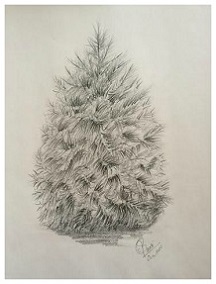 White Pine Tree