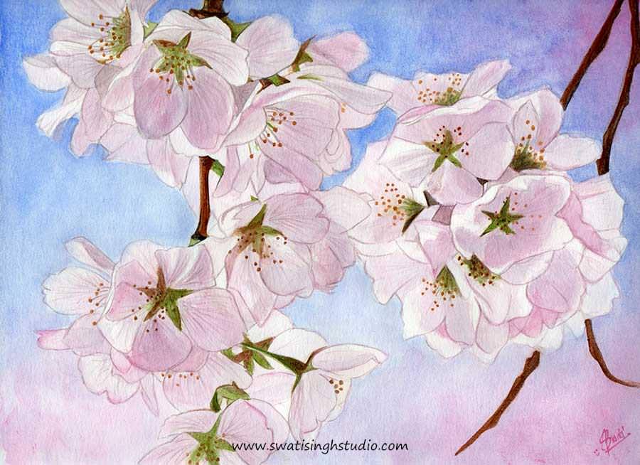 Spring- Cherry blossoms in watercolor