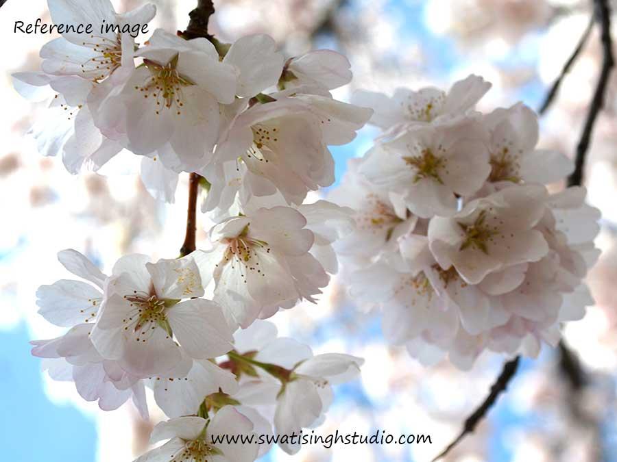 C:\Users\HOME\Desktop\Blog\Cherry_blossom_spring_reference.jpg