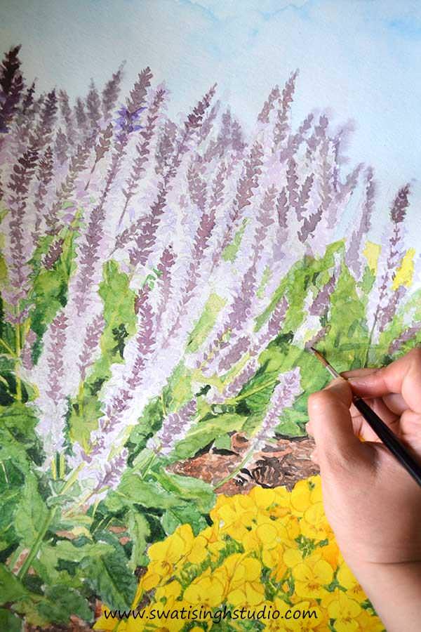 C:\Users\HOME\Desktop\blog\spring_salvia_may_night_10.jpg