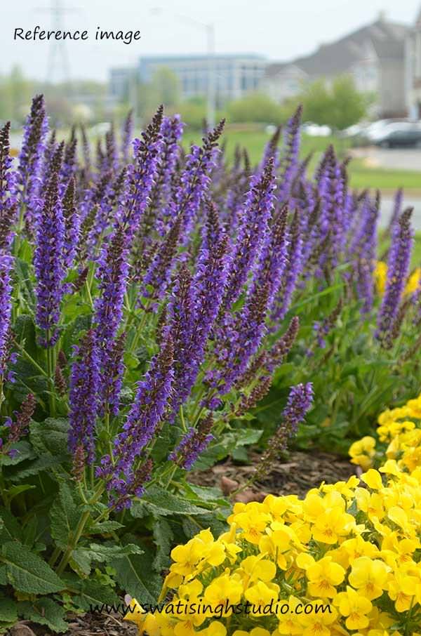 C:\Users\HOME\Desktop\blog\spring_salvia_may_night_reference.jpg
