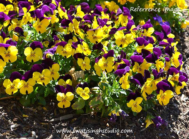C:\Users\HOME\Desktop\blog\spring_violas_reference.jpg