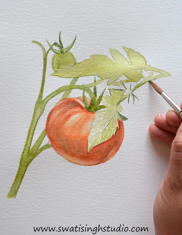 C:\Users\HOME\Desktop\Tomato\blog images\tomato_12.jpg