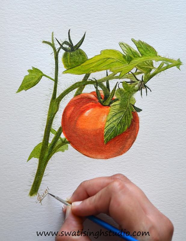 C:\Users\HOME\Desktop\Tomato\blog images\tomato_13.jpg