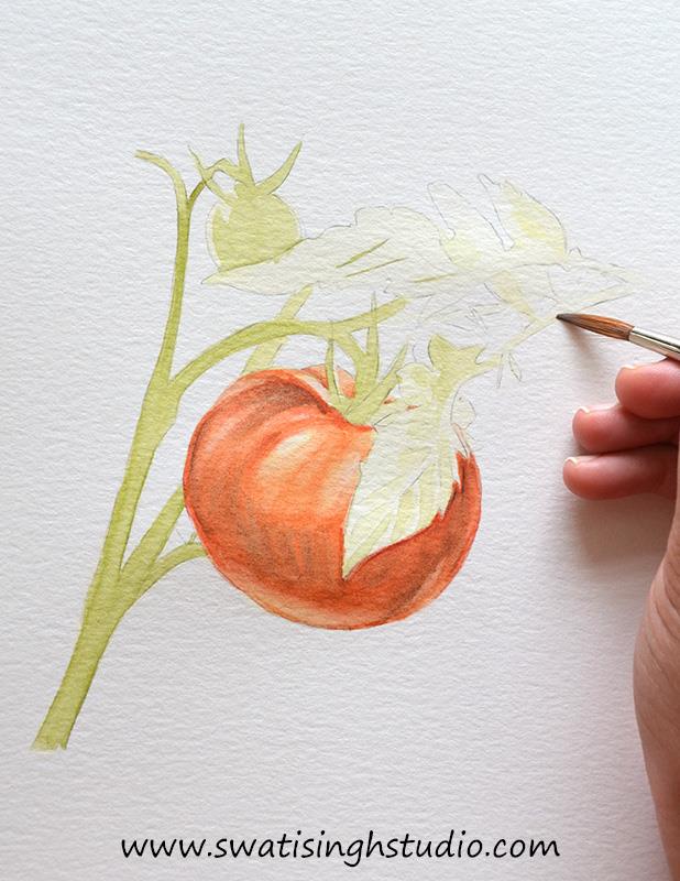 C:\Users\HOME\Desktop\Tomato\blog images\tomato_9.jpg