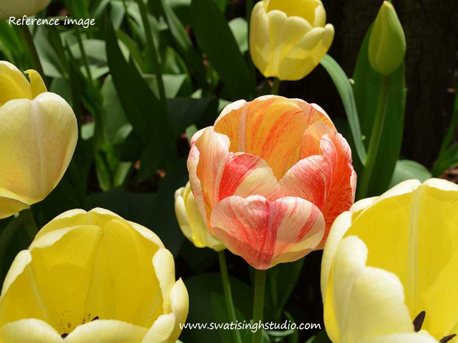 C:\Users\HOME\Desktop\blog\tulip_watercolor_reference.jpg