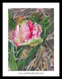 Parrot tulip in watercolour
