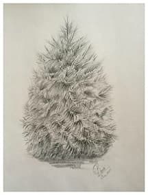 White Pine Tree