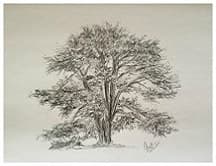 Cedar Tree