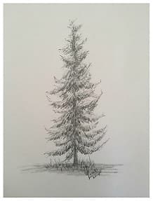 Spruce Tree