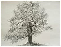 Cherry Blossom Tree