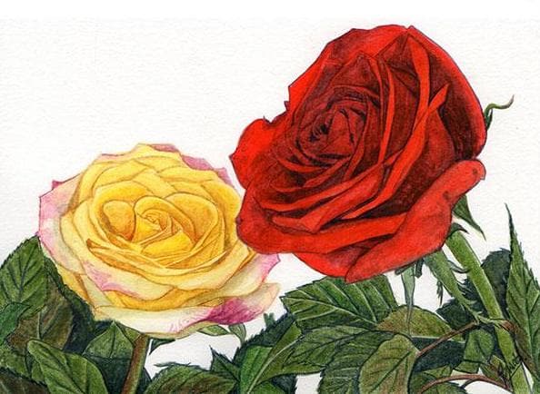 How to paint roses in watercolours