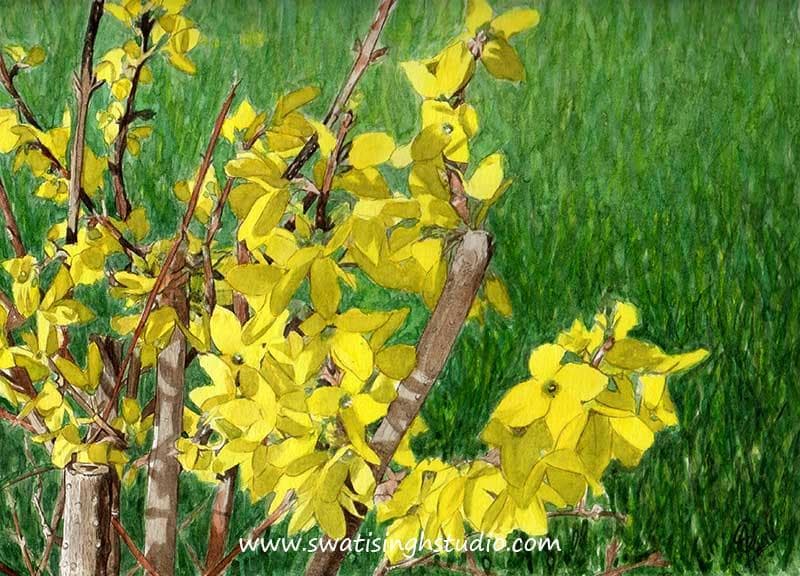 Forsythia in watercolours