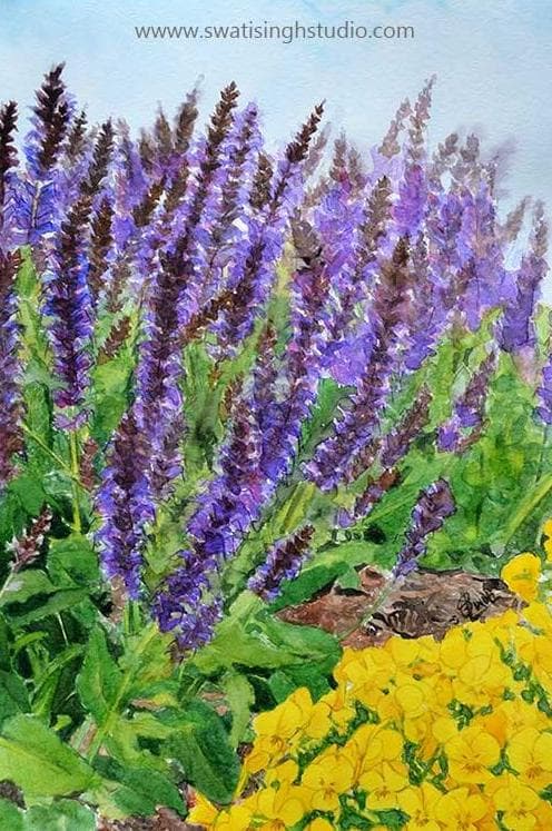 How to paint salvia may night in watercolours. Spring