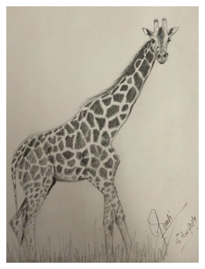 Graphite pencil sketch of a standing giraffe