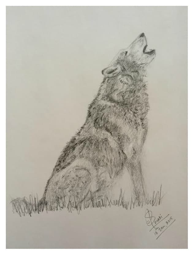 Graphite pencil sketch of a howling wolf