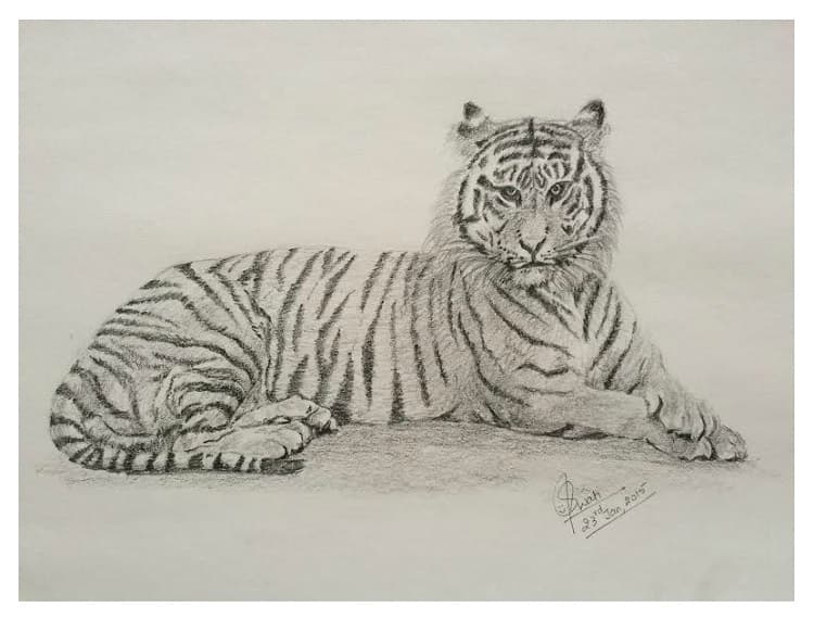 Graphite pencil sketch of a reclining tiger