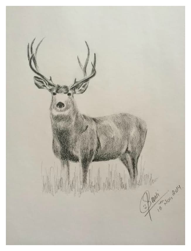 Graphite pencil sketch of a stag with antlers