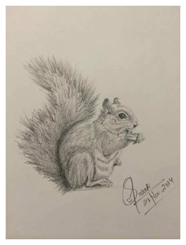 Graphite pencil sketch of a squirrel holding a nut
