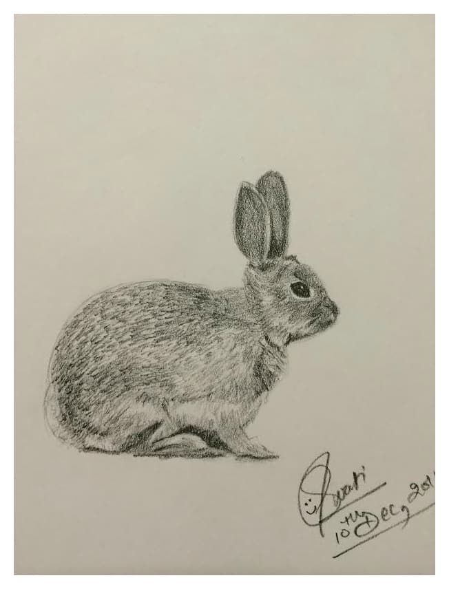Graphite pencil sketch of a seated rabbit