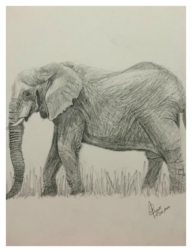 Graphite pencil sketch of a walking African elephant