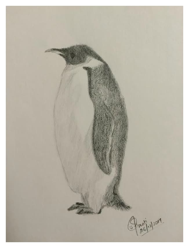 Graphite pencil sketch of a standing penguin
