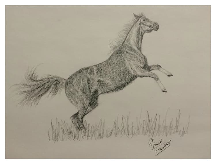 Graphite pencil sketch of a rearing horse