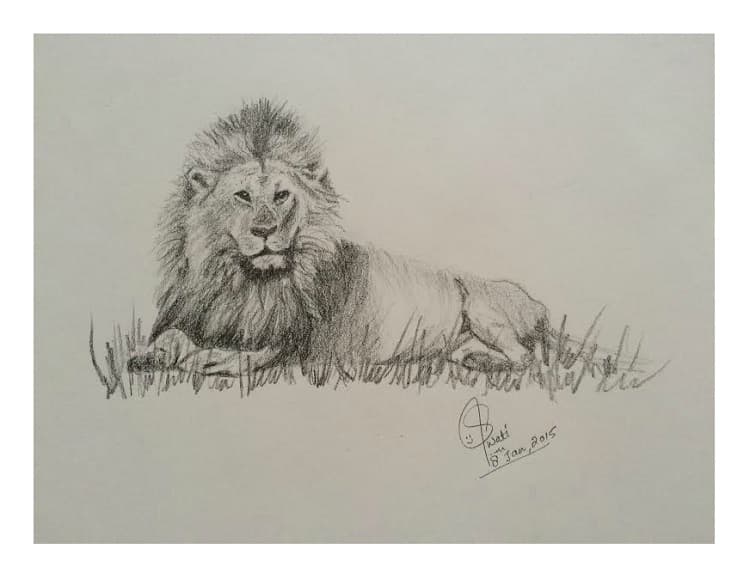 Graphite pencil sketch of a reclining male lion